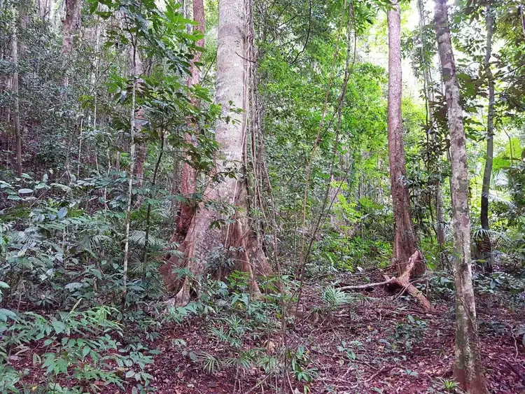 Sixth view of Homely house listing, 176 Carbeen Road, Daintree QLD 4873