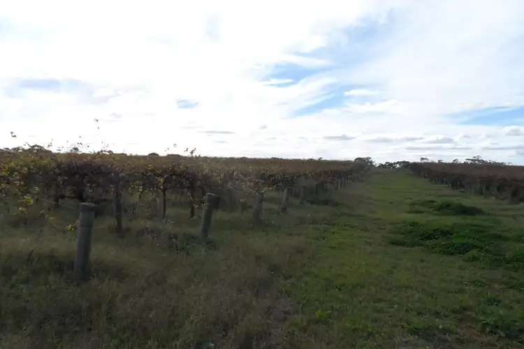 Seventh view of Homely house listing, 305 Old Cooltong Road, Renmark SA 5341