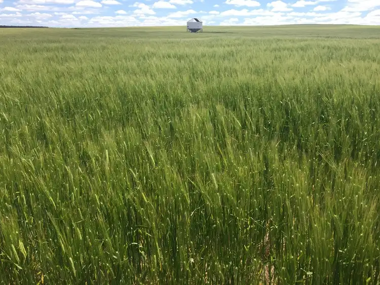 Seventh view of Homely rural property listing, "Harris" Secs 7, 8 & 27 Hd of Mangalo, Cleve SA 5640