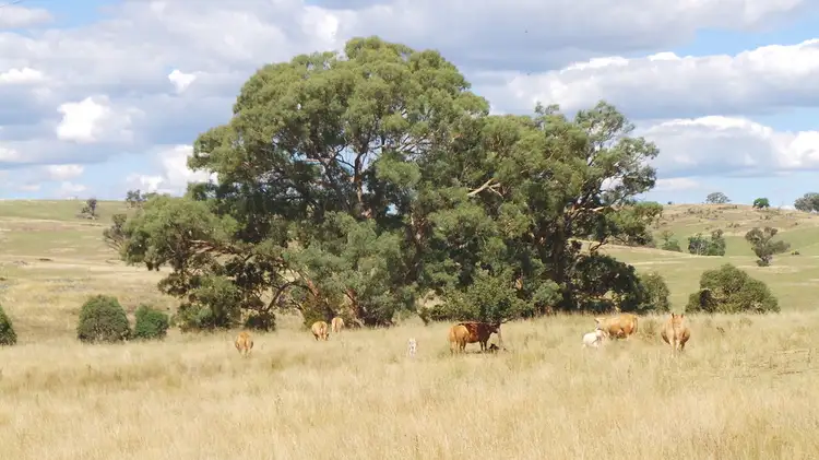 Third view of Homely rural property listing, 339 box forest road, Uralla NSW 2358