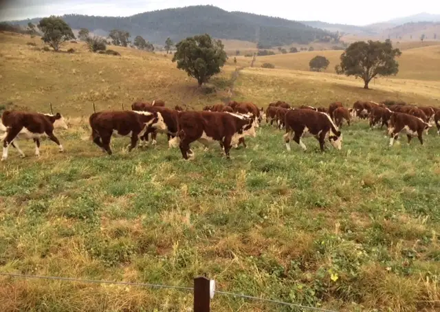 Third view of Homely rural property listing, 85 Tice's Road, Omeo VIC 3898