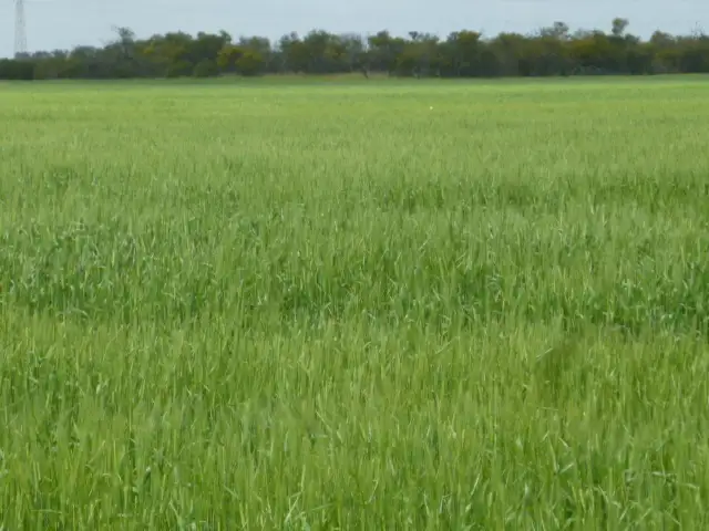 Second view of Homely rural property listing, 156 Irbrae Road, Cooke Plains SA 5261