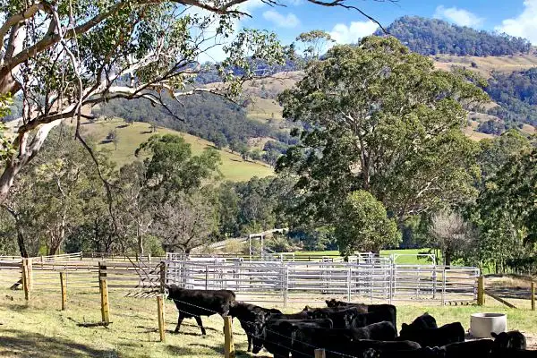 Seventh view of Homely rural property listing, 1962 Allyn River Road, Gresford NSW 2311