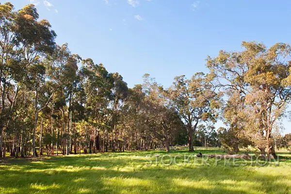 Fifth view of Homely rural property listing, 31 Thornton Road, Yallingup WA 6282