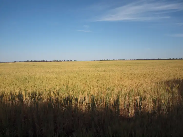 Seventh view of Homely rural property listing, - Pinehurst, West Wyalong NSW 2671