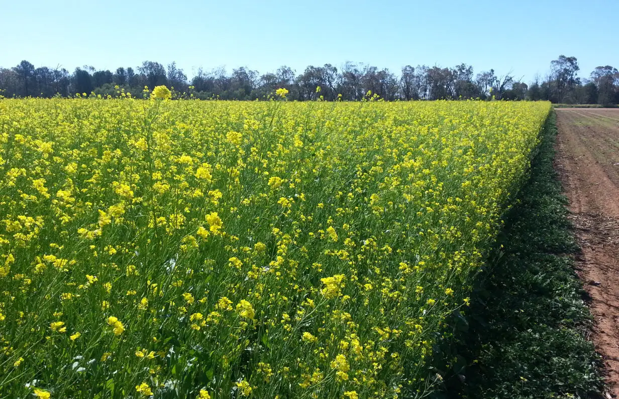 Main view of Homely rural property listing, "Cumberdeen" Culgoora Road, Wee Waa NSW 2388