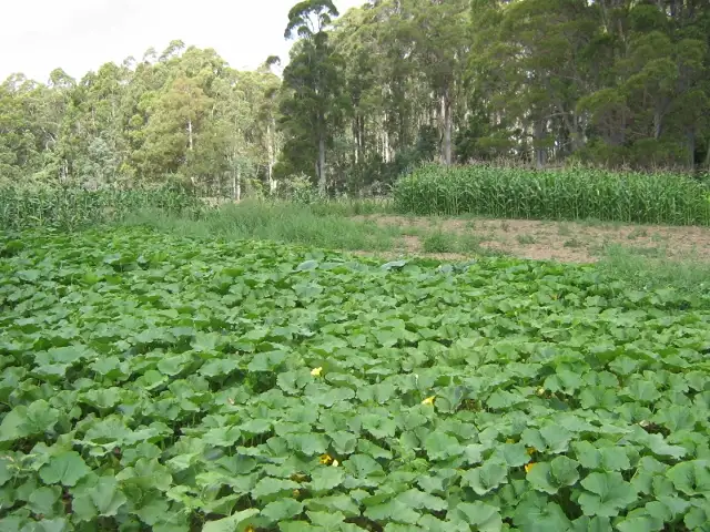 Sixth view of Homely rural property listing, 50 Douglas Road, Kindred TAS 7310