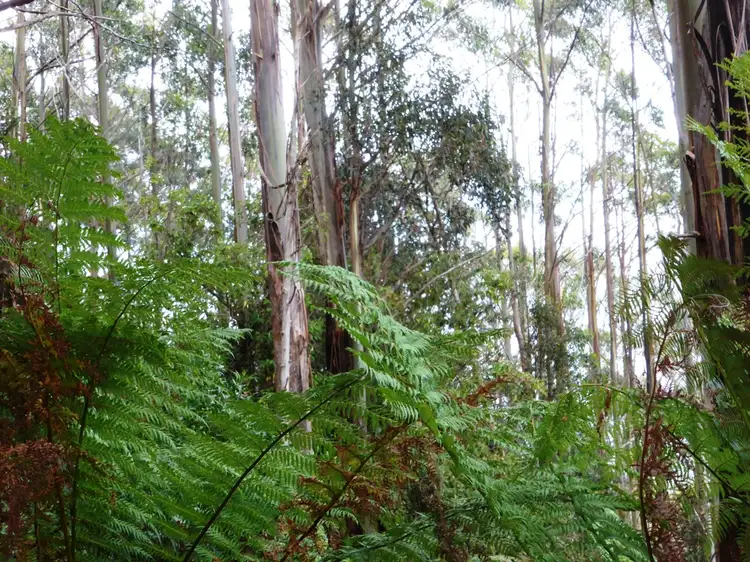 Fourth view of Homely land listing, 00 Abbotts Road, Maydena TAS 7140