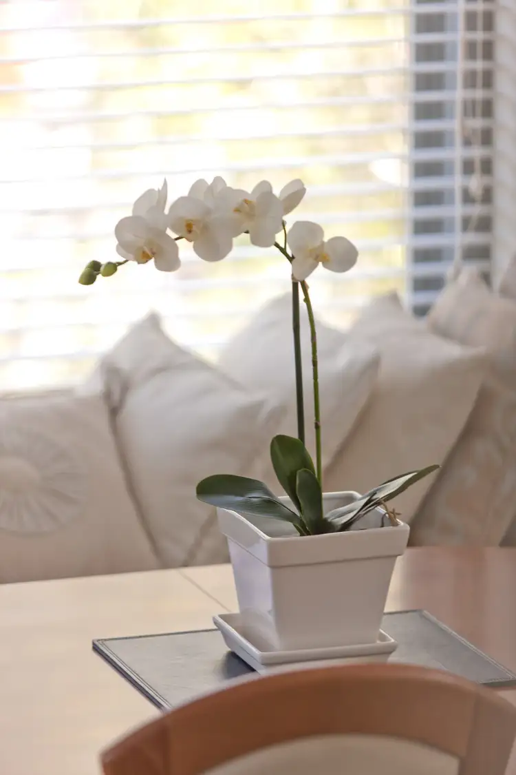 Fifth view of Homely apartment listing, 214/2 Macpherson Street, Cremorne NSW 2090