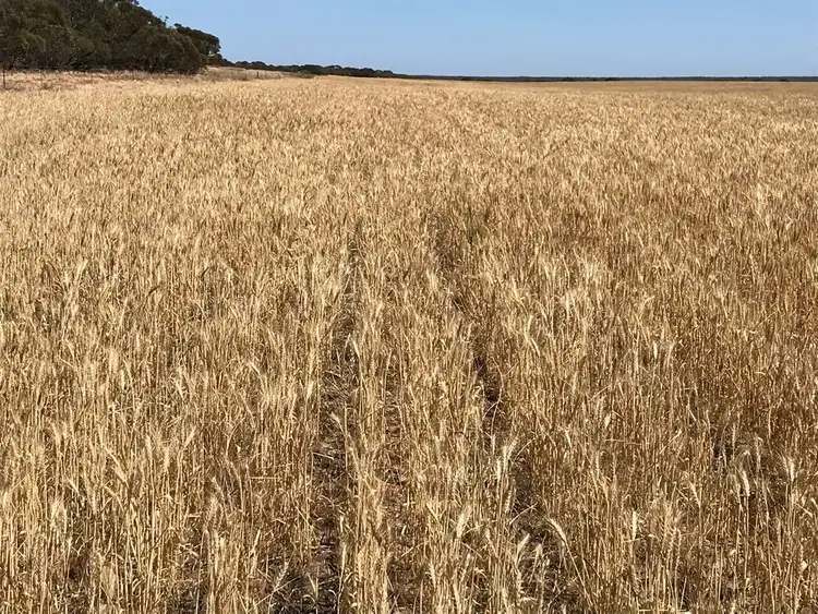 Fourth view of Homely rural property listing, 837 Morrow Road, Darke Peak SA 5642