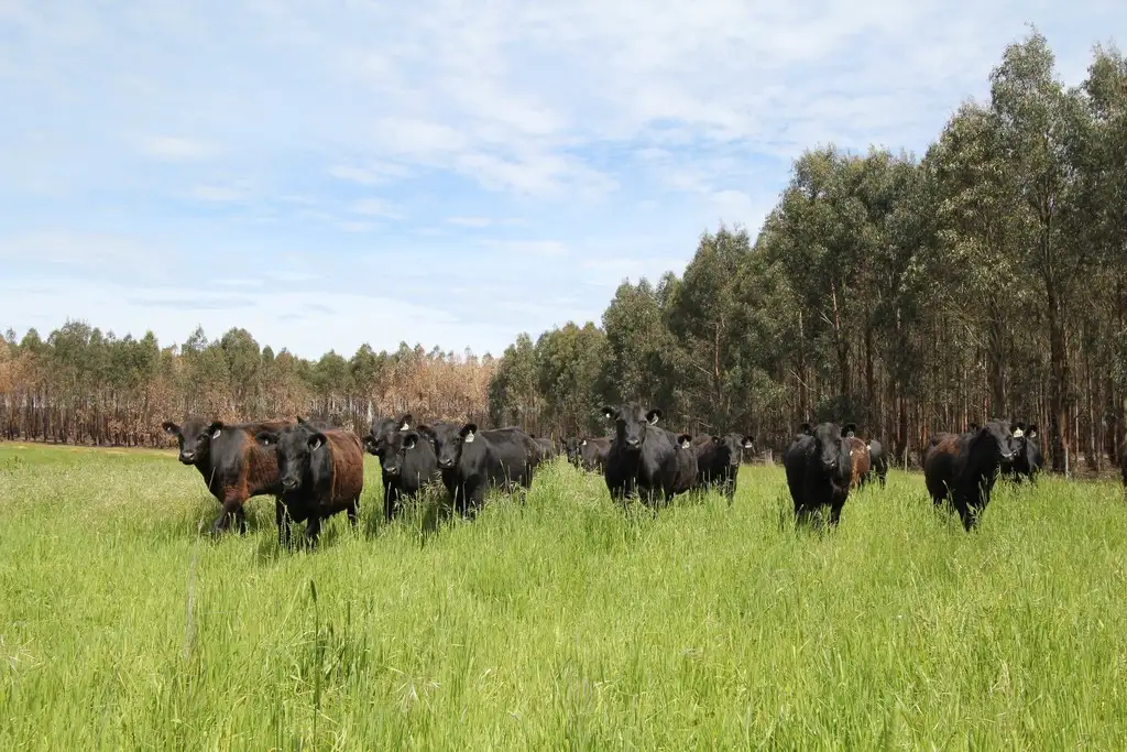 Main view of Homely land listing, Lots 1 & 3 Little Forest Road, Mount Egerton VIC 3352