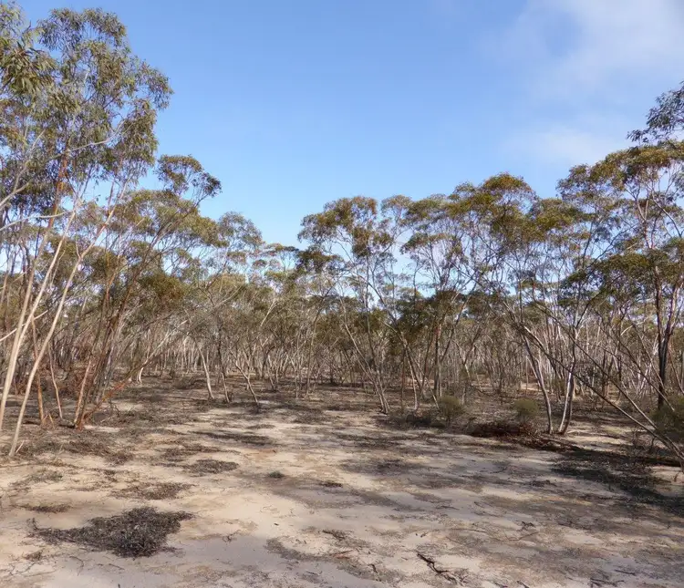 Sixth view of Homely rural property listing, Lot 1395 Westonia Road, Bodallin WA 6424