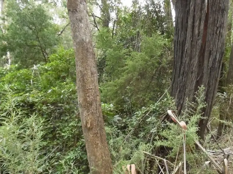 Lot 1 Reedy Creek Road, Bodalla NSW 2545