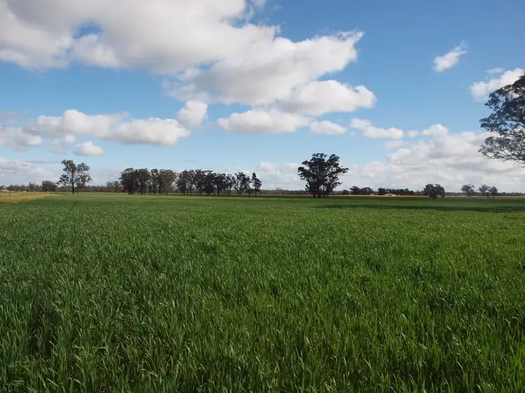 Fourth view of Homely rural property listing, - Yallambi, Bribbaree NSW 2594