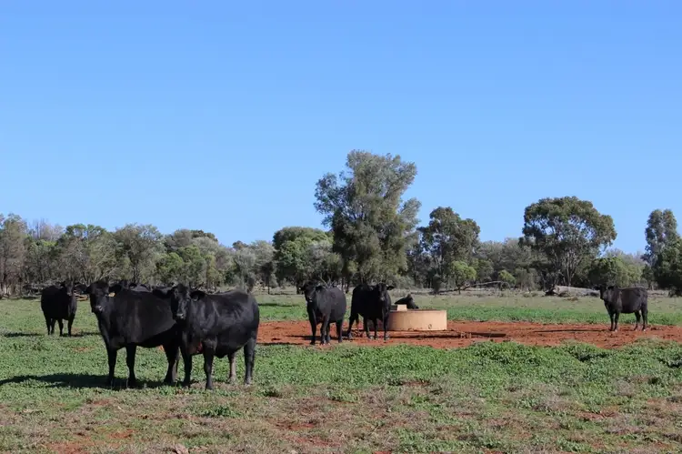 Fourth view of Homely rural property listing, 4550 Dirranbandi - Bollon Rd, Dirranbandi QLD 4486