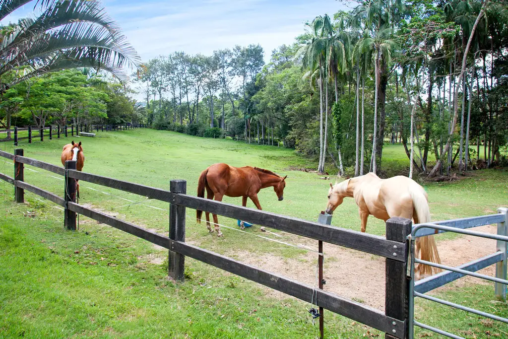 Main view of Homely house listing, 44 Eudlo Flats Road, Kiels Mountain QLD 4559