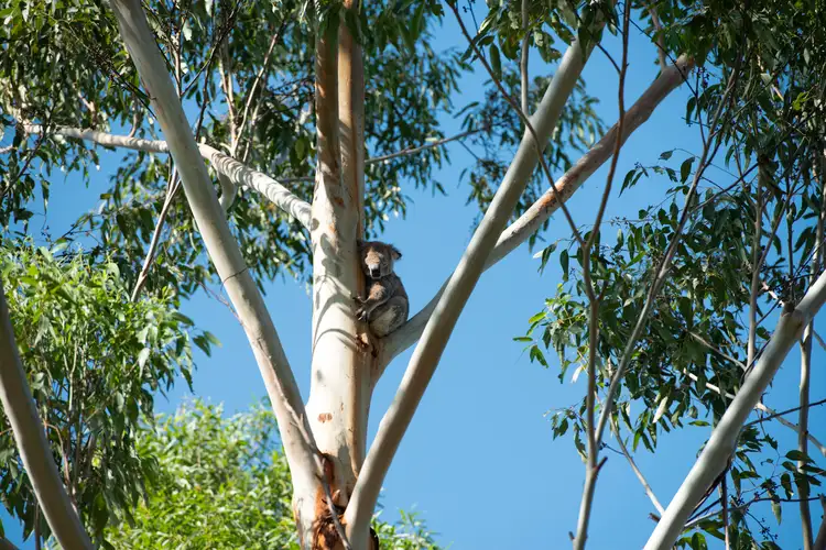Fourth view of Homely land listing, 70 (Lot 112) King Valley Drive, Taree NSW 2430