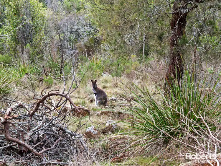 Seventh view of Homely rural property listing, 120 Pipers River Road, Turners Marsh TAS 7267