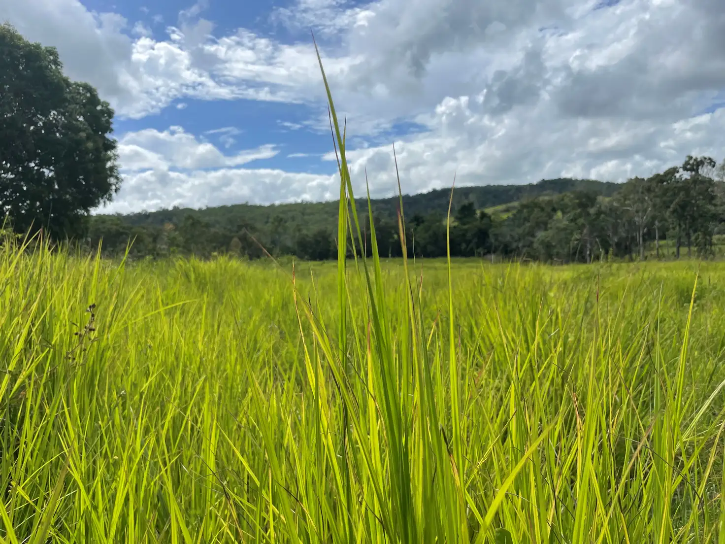 Main view of Homely rural property listing, 289 Pernas Road, Kuttabul QLD 4741