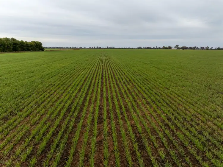 Fifth view of Homely rural property listing, 'Eastleigh' 850 Newell Highway, West Wyalong NSW 2671