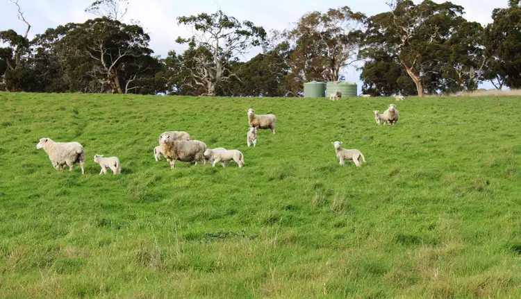 Lot  464 Plantation Road,  Stewarts Range, Moyhall SA 5271