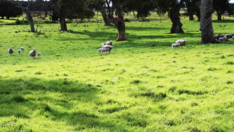 Seventh view of Homely rural property listing, Lot 464 Plantation Road, Stewarts Range, Moyhall SA 5271