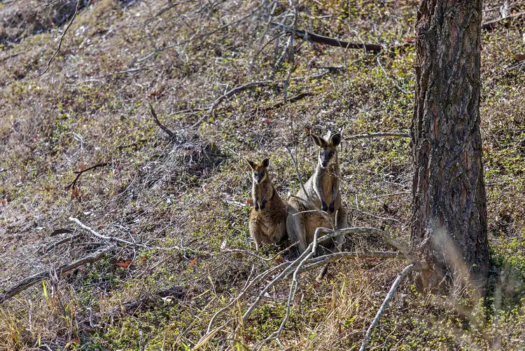 Third view of Homely house listing, 17 Hillside Circuit, Chermside West QLD 4032