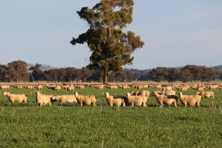 'Baltimore' 355 Boyds Lane, Cootamundra NSW 2590