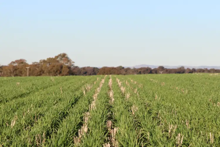 Seventh view of Homely rural property listing, 'Baltimore' 355 Boyds Lane, Cootamundra NSW 2590