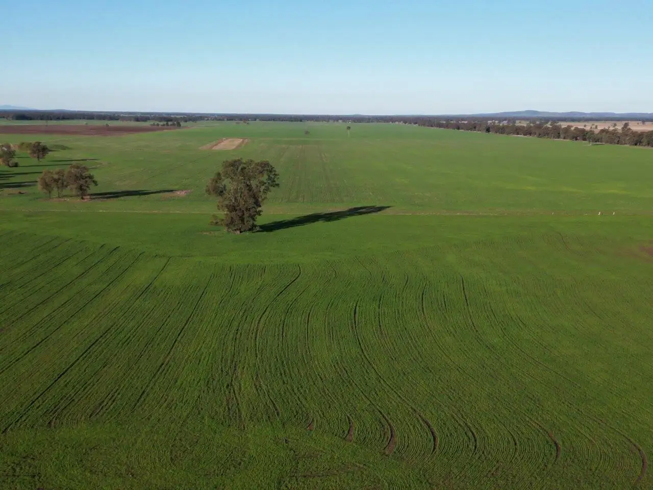 Main view of Homely rural property listing, 'Allambie' 500 Maitlands Lane, Barmedman NSW 2668