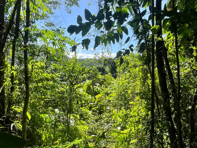 Fourth view of Homely land listing, 6 Dean Road, Bamboo, Mossman QLD 4873