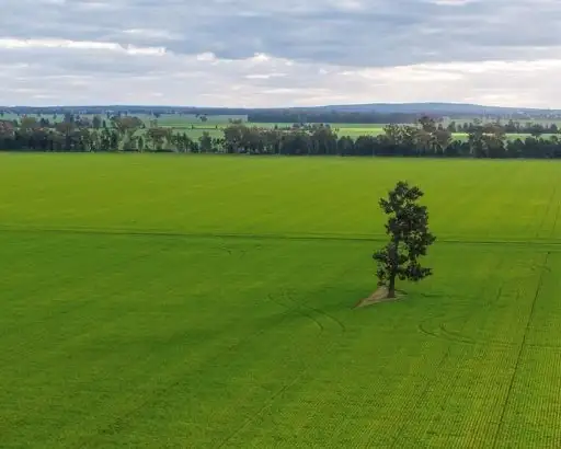 Third view of Homely rural property listing, 'Tralee'  690 Matong North Road, Matong NSW 2652