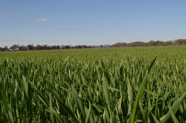 Second view of Homely rural property listing, 'Allendale' 233 Waarbilla Road, Barmedman NSW 2668