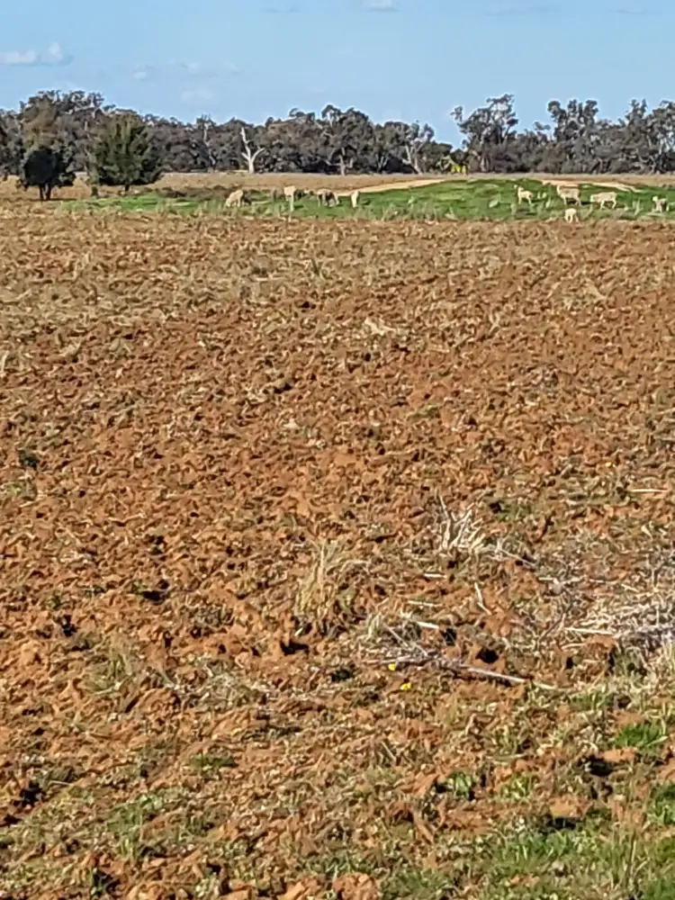 Third view of Homely rural property listing, Mafeking Wirrinya Rd, Forbes NSW 2871