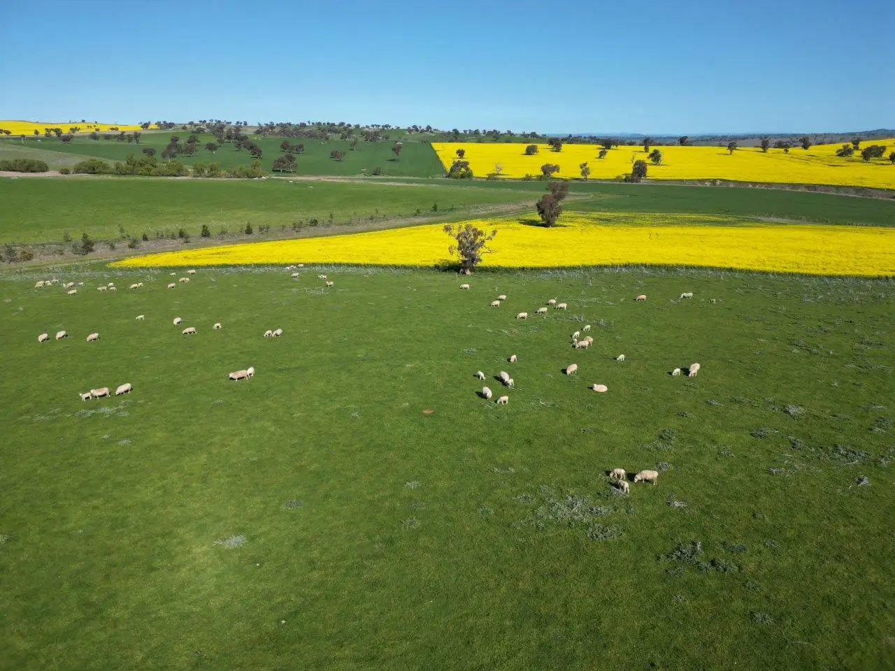 Main view of Homely rural property listing, 'Kanoona' 170 Kanoona Road, Harden NSW 2587