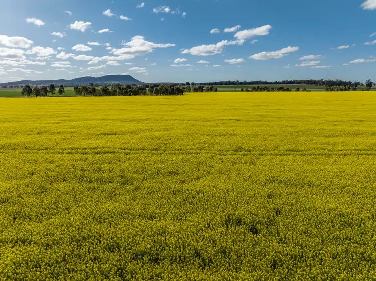 Fourth view of Homely rural property listing, 'Ingaladdie' 101 Piney Range Hall Road, Piney Range NSW 2810