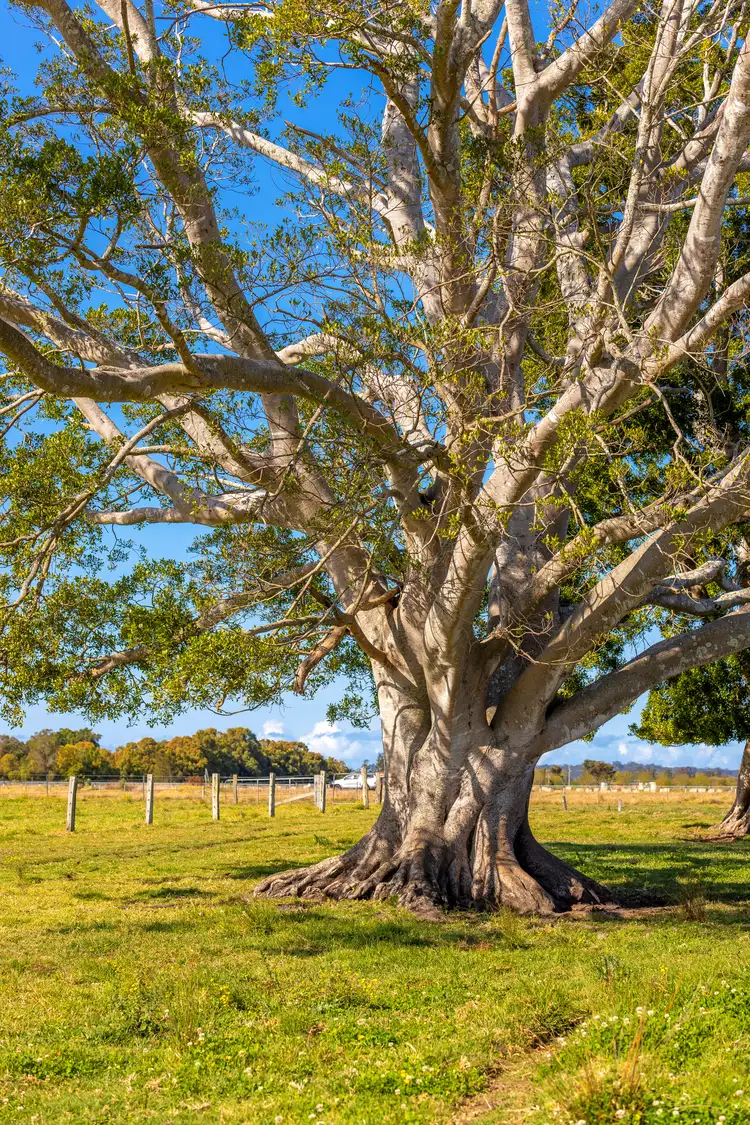 Sixth view of Homely rural property listing, 17539 Pacific Highway, Ghinni Ghinni NSW 2430