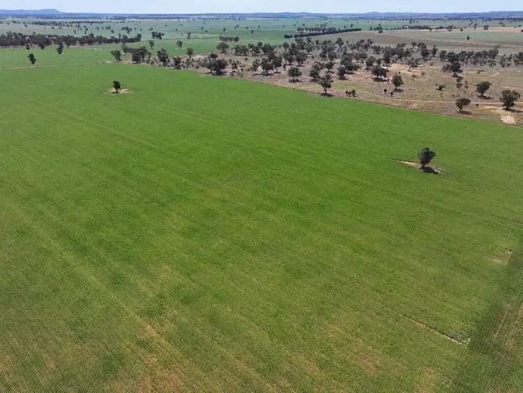 Second view of Homely rural property listing, 121 Curries Lane, Cowabbie NSW 2652