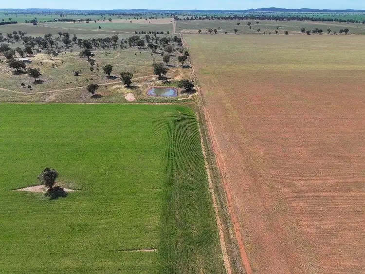 Fourth view of Homely rural property listing, 121 Curries Lane, Cowabbie NSW 2652