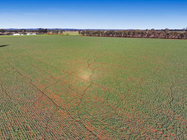 Second view of Homely rural property listing, 7555 Burley Griffin Way, Temora NSW 2666
