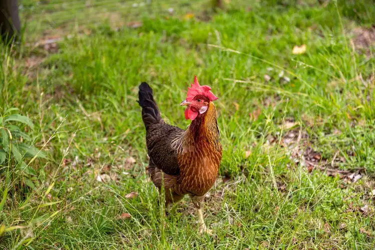 Third view of Homely rural property listing, 4 Kellys Way, Oxford Falls NSW 2100