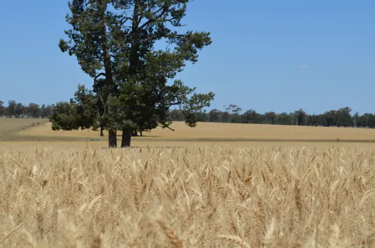Main view of Homely rural property listing, 'Part Greendale' Mandamah Forest Road, Ariah Park NSW 2665