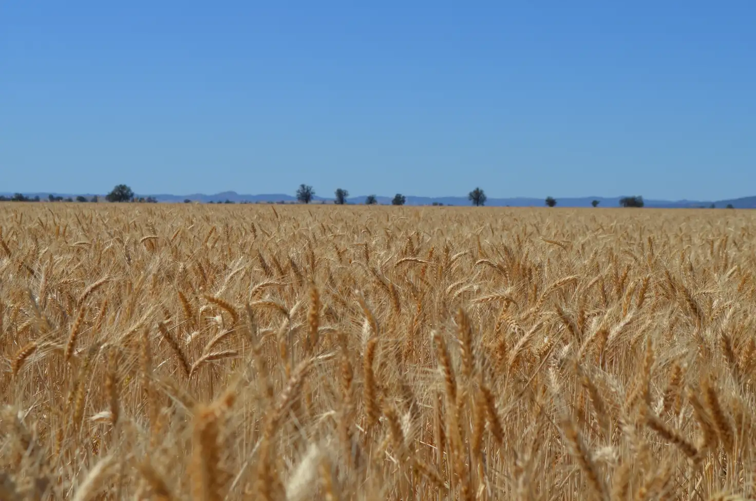 Main view of Homely rural property listing, 'West Ooma' 559 Pinnacle Road, Garema NSW 2871