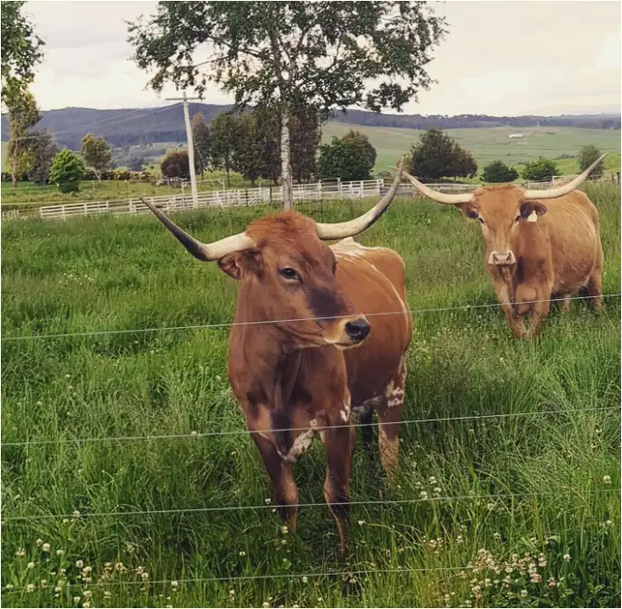 Third view of Homely rural property listing, 7 Glenroy Hills Road, Tumbarumba NSW 2653