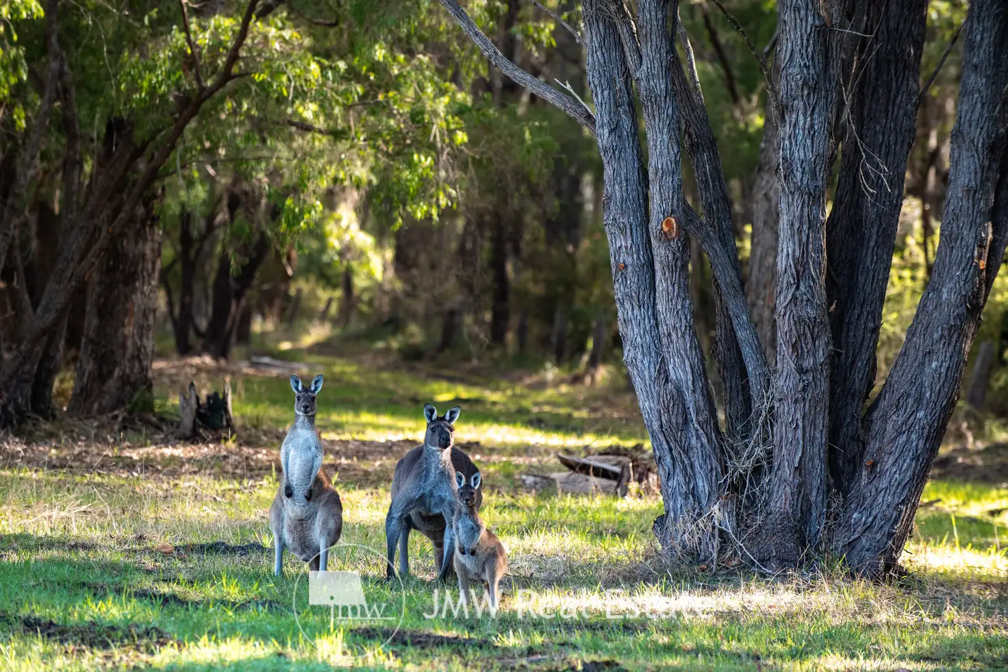 Main view of Homely land listing, LOT 502 Gidgee Road, Witchcliffe WA 6286