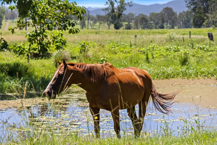 Sixth view of Homely rural property listing, Address available on request