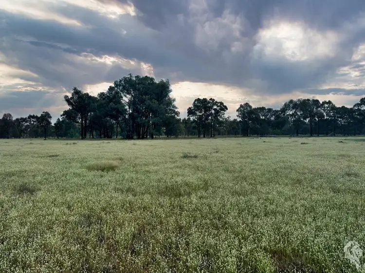 Fourth view of Homely rural property listing, 483 Gwabegar Road, Cuttabri NSW 2388