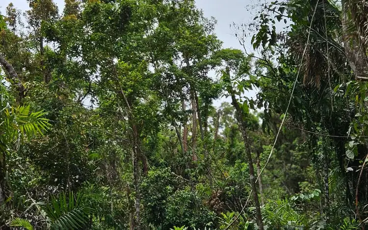 Seventh view of Homely land listing, Lot 232 White Beech Road, Cow Bay, Daintree QLD 4873