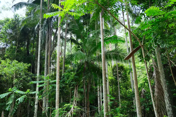 Third view of Homely rural property listing, Lot 177 Bellthorpe Road, Conondale QLD 4552