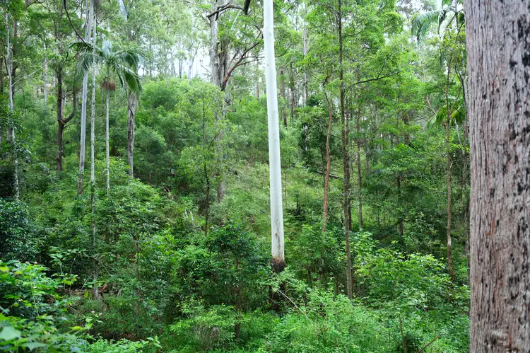 Fifth view of Homely rural property listing, Lot 177 Bellthorpe Road, Conondale QLD 4552